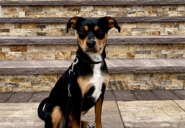 3D панели RKS SLATE Травертин Scabas Travertin